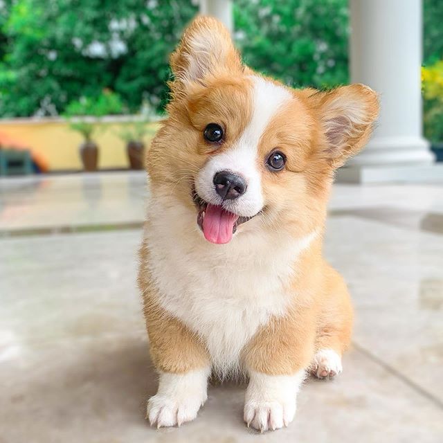 Ella es Baby, la cachorrita corgi que vas a querer abrazar en este momento Ella es Baby, la cachorrita corgi que vas a querer abrazar en este momento