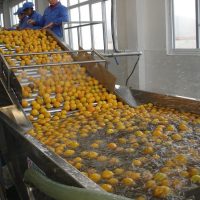 fruit and vegetable washing machine fruit and vegetable washing machine